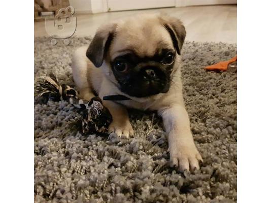 PoulaTo: Pug κουτάβια για φροντίδα σπιτιών.